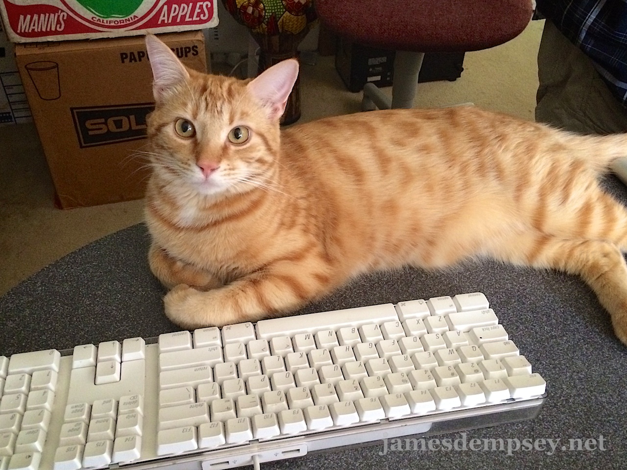 Orange kitten laying down in front of keyboard